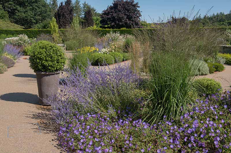 تصویری افقی از یک باغ رسمی آبدار که با مریم گلی روسی، چمن زینتی و سایر گیاهان چند ساله کاشته شده است.