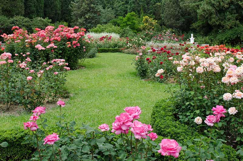 تصویری افقی از چمنزار احاطه شده توسط تخت‌های باغ رسمی که با انواع گل‌های رز کاشته شده‌اند، با درخت‌هایی در پس‌زمینه.