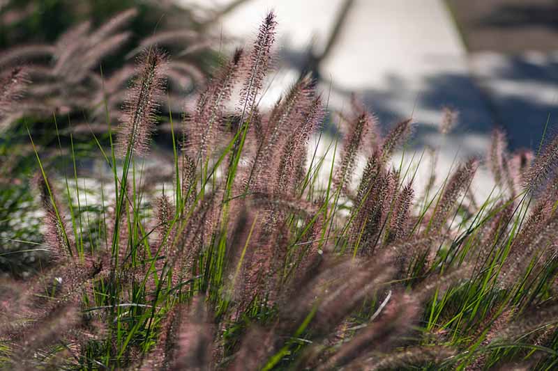 تصویر افقی نزدیک از چمن چشمه بنفش (Pennisetum) که در باغ در حال رشد است، روی یک پس‌زمینه فوکوس نرم.