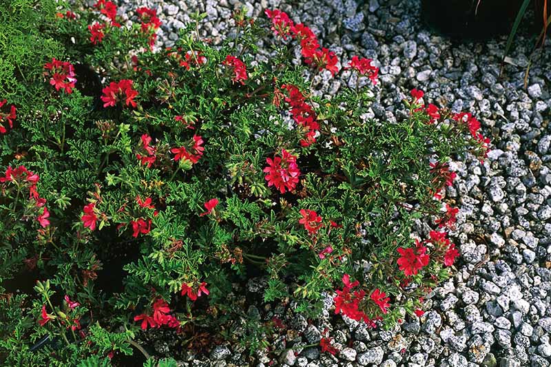 تصویر افقی نزدیک از گل‌های قرمز پلارگونیوم «خانم تیلور» در حال رشد در باغ صخره‌ای.