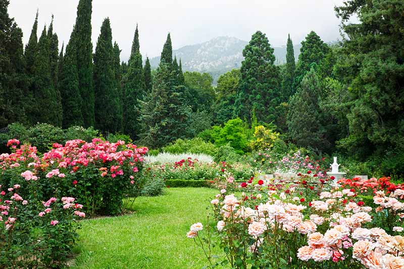 تصویری افقی از یک باغ با انواع درختچه های رز مختلف که در کنار یک منطقه چمن با درختان و تپه ای در پس زمینه قرار گرفته اند.