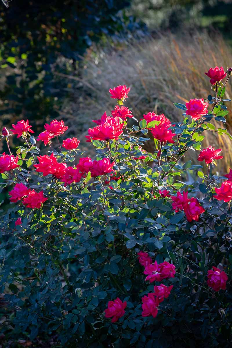 تصویر عمودی نزدیک از گل‌های قرمز روشن در حال رشد در باغ با چمن‌های زینتی با فوکوس ملایم در پس‌زمینه.