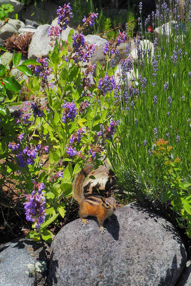 تصویر عمودی نزدیک از انواع گیاهان مختلف که در باغی صخره‌ای رشد می‌کنند و سنجاب روی یکی از سنگ‌ها قرار دارد، که در زیر نور آفتاب به تصویر کشیده شده است.