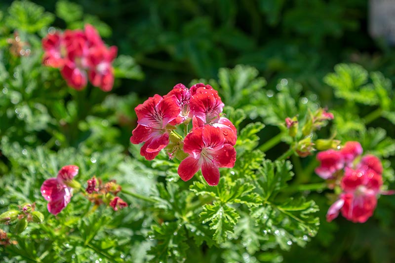تصویری افقی نزدیک از گل‌های پلارگونیوم قرمز روشن که در باغی آفتابی رشد می‌کنند.