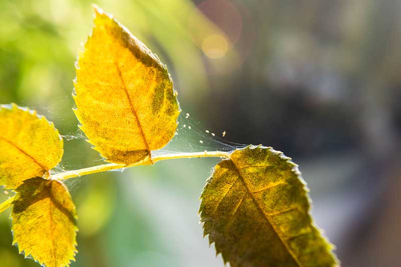 تصویر افقی نزدیک از تارهای کنه عنکبوت روی شاخ و برگ یک گیاه که در زیر نور آفتاب روی پس‌زمینه‌ای با فوکوس ملایم تصویر شده است.