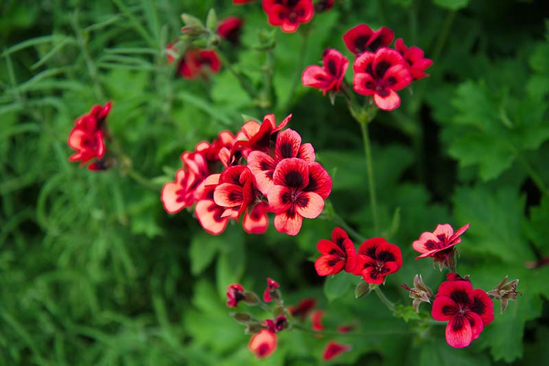 تصویر افقی نزدیک از گل‌های شمعدانی معطر قرمز روشن با مراکز قرمز تیره در حال رشد در باغ که در پس‌زمینه‌ای با فوکوس ملایم تصویر شده است.