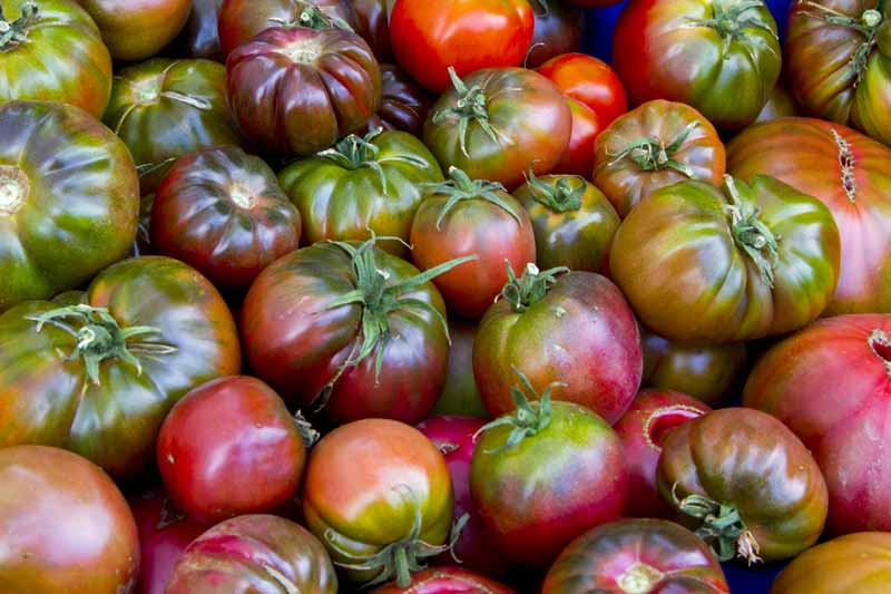 گوجه فرنگی چروکی بنفش خود را پرورش دهید