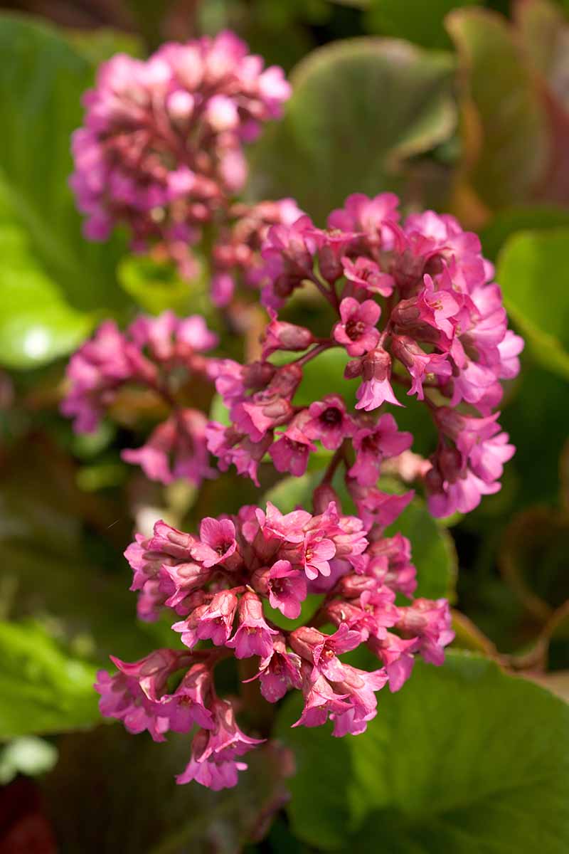 تصویر عمودی نزدیک از گل‌های قرمز تیره و ظریف Bergenia 'Ballawley' در حال رشد در باغ با شاخ و برگ با فوکوس ملایم در پس‌زمینه.