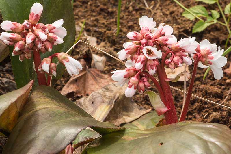 تصویر افقی نزدیک از گل‌های صورتی کم‌رنگ Bergenia 'Britten' در حال رشد در باغ.