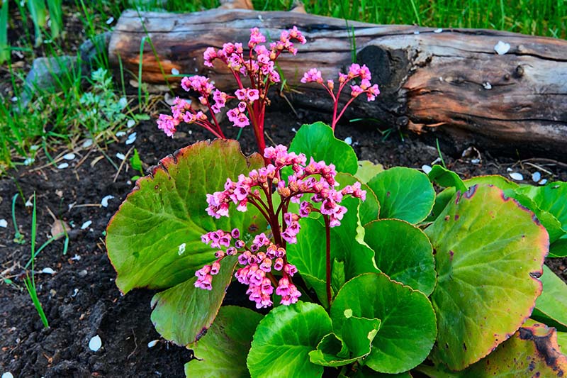 تصویر افقی نزدیک از یک گیاه کوچک B. crassifolia 'Purpurea' در حال رشد در باغ با یک کنده چوبی با فوکوس نرم در پس‌زمینه.