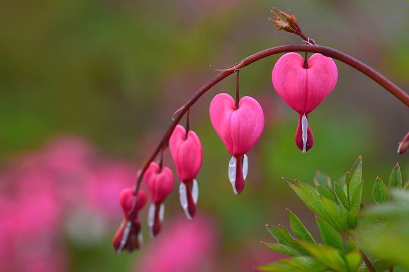 تصویر افقی نزدیک از شاخه ای از گل های قلبی صورتی رنگ که در پس زمینه ای با فوکوس ملایم تصویر شده است.