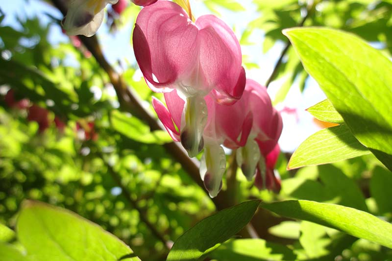 تصویر افقی نزدیک از یک گیاه قلبی در حال خونریزی با گل‌های صورتی که در آفتاب عصر در باغ رشد می‌کنند.
