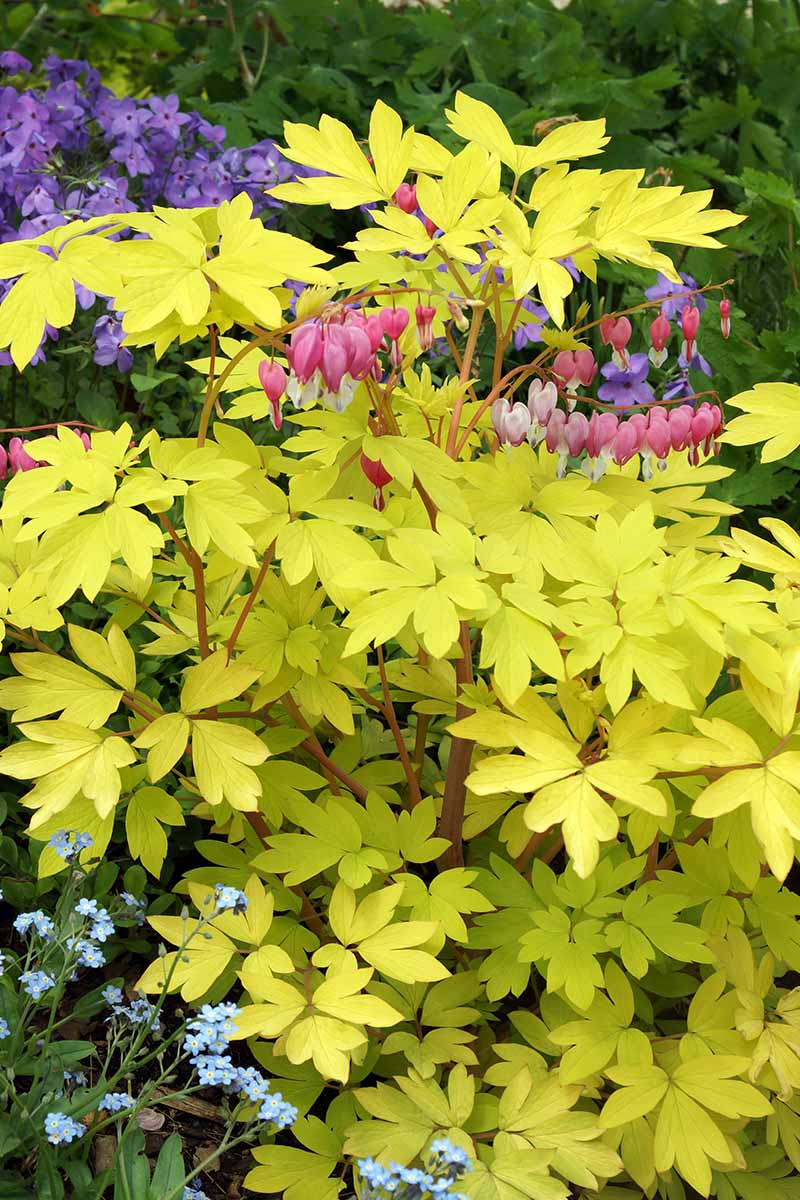 تصویر عمودی نزدیک از یک Lamprocapnos spectabilis 'قلب طلایی' که در حاشیه باغ مختلط در حال رشد است.