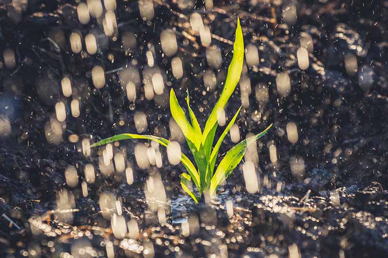 تصویر افقی نزدیک از نهال ذرت در حال رشد در باغ با بارانی که روی آن می‌بارد، در زیر نور آفتاب به تصویر کشیده شده است.