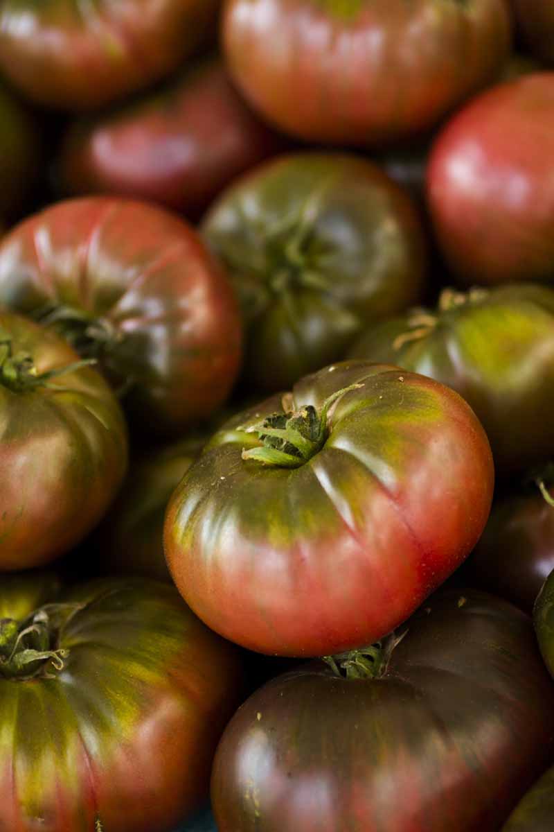 یک تصویر عمودی نزدیک از انبوهی از گوجه‌فرنگی‌های رسیده «Cherokee Purple» که در پس‌زمینه محو می‌شوند و فوکوس ملایمی دارند.