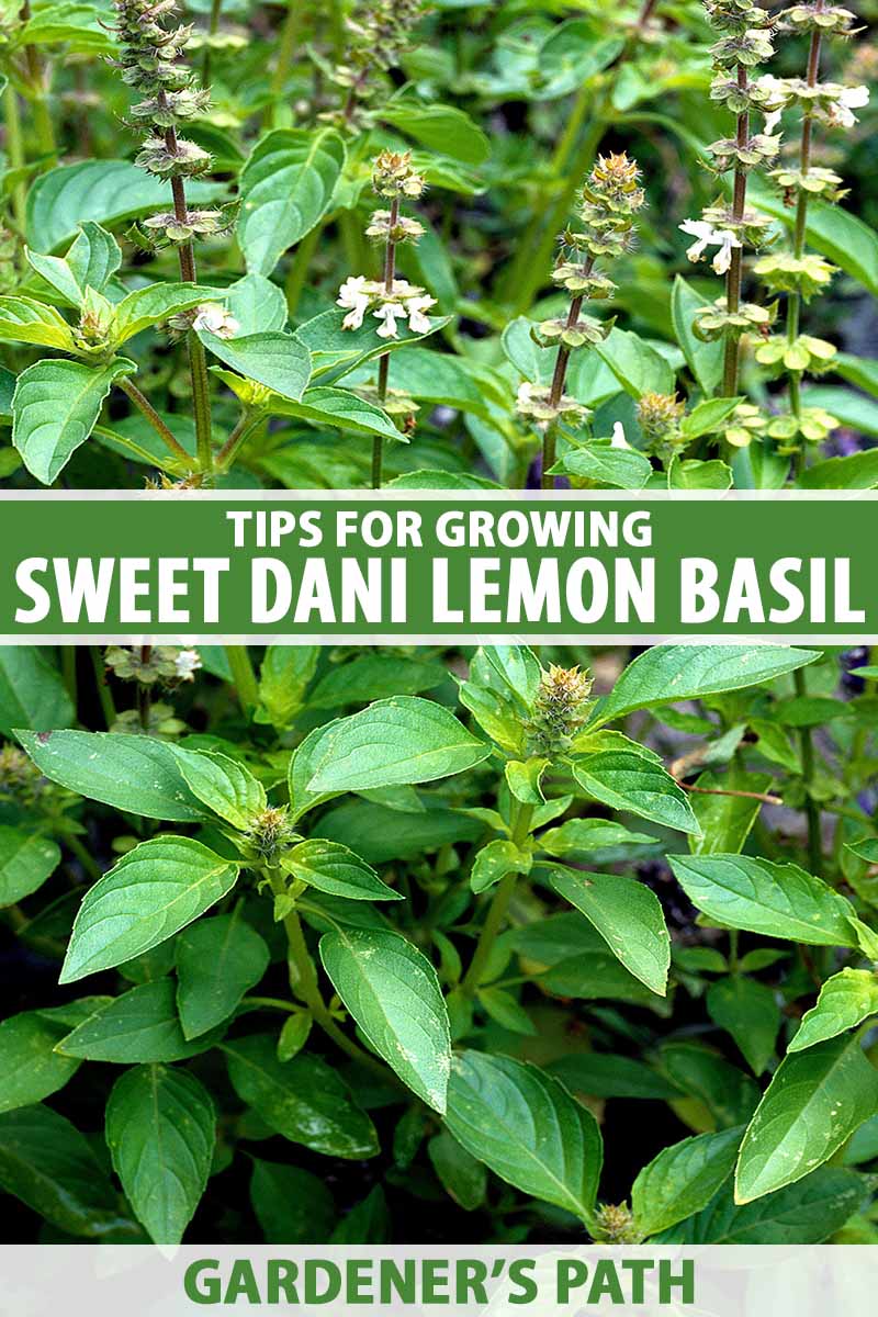 تصویر عمودی نزدیک از ریحان لیمویی «Sweet Dani» در حال رشد در باغ.  در مرکز و پایین کادر، متن سبز و سفید چاپ شده است.