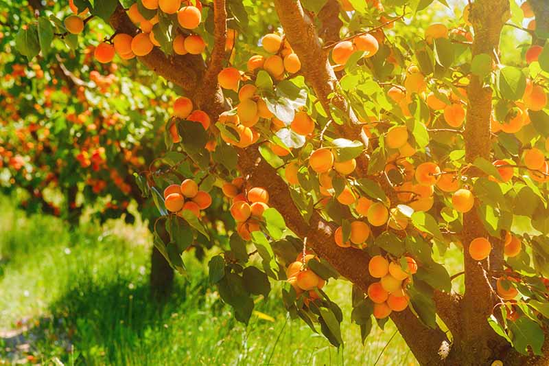 تصویر افقی نزدیک از درخت زردآلو مملو از میوه های رسیده، در حال رشد در باغی خانگی که در نور آفتاب غروب به تصویر کشیده شده است.