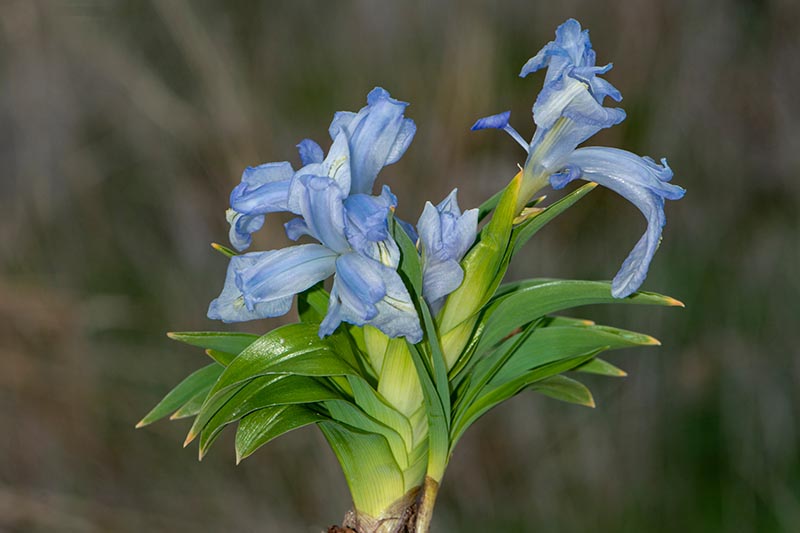 تصویر افقی نزدیک از گل Iris aucheri آبی روشن که در باغ در حال رشد است که در پس‌زمینه‌ای با فوکوس ملایم تصویر شده است.