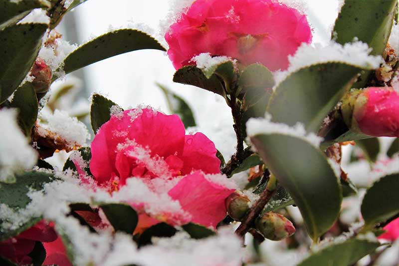 تصویر افقی نزدیک از گل‌های کاملیا صورتی تیره و شاخ و برگ پوشیده از گرد و غبار ملایم برف.