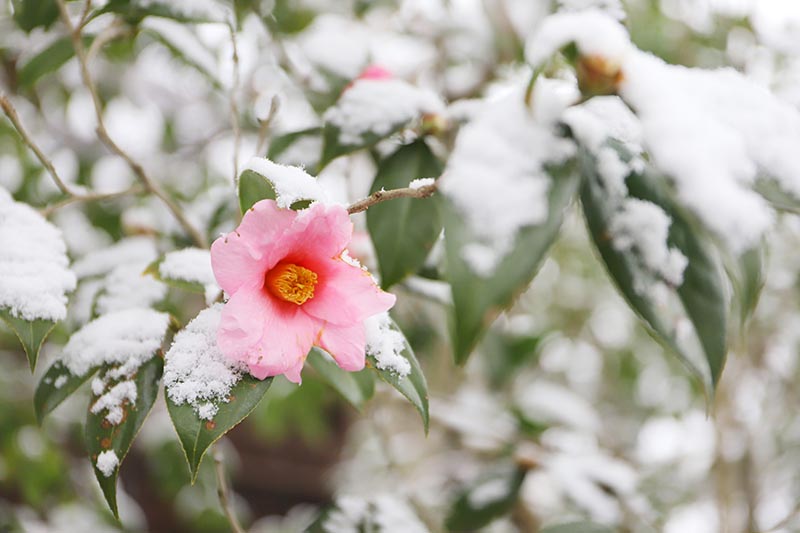 تصویر افقی نزدیک از گل کاملیا صورتی در حال رشد در منظره زمستانی برفی.