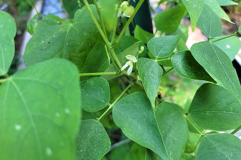 تصویر افقی نزدیک از گل لوبیا لیما در حال رشد در باغ.