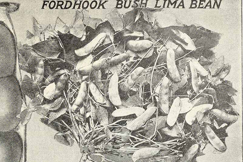 تصویر افقی نزدیک از یک تبلیغ سیاه و سفید قدیمی برای فوردهوک بوش لیما بینز.  تبلیغات