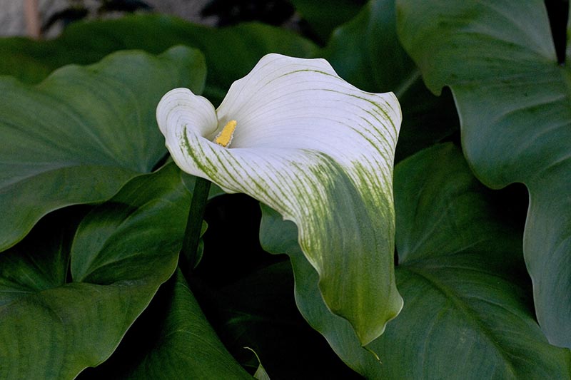 تصویر افقی نزدیک از گل سبز و سفید Zantedeschia 'الهه سبز' که توسط برگ های سبز بزرگ احاطه شده است.