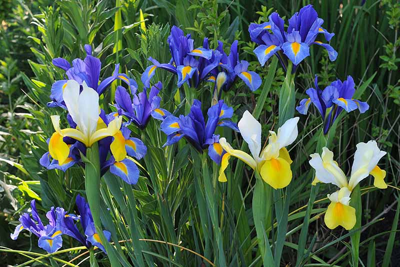 تصویر افقی نزدیک از گل‌های عنبیه پیازی دو رنگ آبی و زرد در حال رشد در باغ.