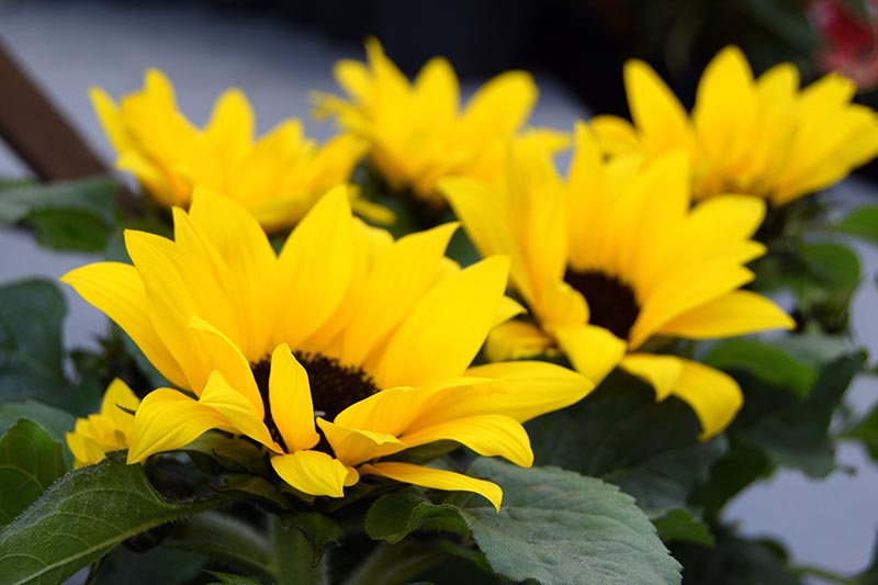 تصویر افقی نزدیک از آفتابگردان‌های زرد روشن که در گلدان‌ها رشد می‌کنند، روی یک پس‌زمینه فوکوس نرم.