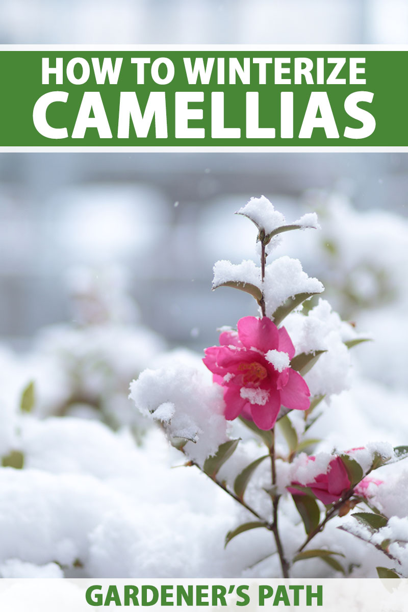تصویر عمودی نزدیک از یک گل کاملیا صورتی در حال رشد در باغ زمستانی پوشیده از گرد و غبار برف، که در پس‌زمینه‌ای با فوکوس ملایم تصویر شده است.  در بالا و پایین کادر، متن سبز و سفید چاپ شده است.