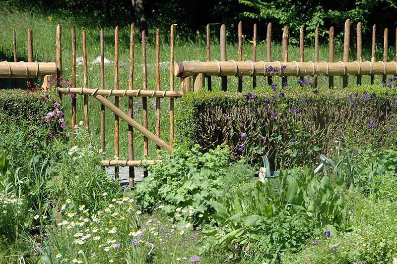 تصویری افقی از حیاط خلوت باغچه آشپزخانه با انواع گیاهان و سبزیجات مختلف و حصار چوبی در پس زمینه.