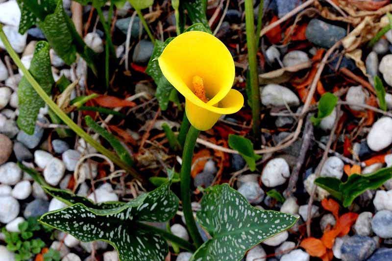 تصویر افقی نزدیک از گل زرد زانتدشیا «طلای هزاره» که در مکانی صخره‌ای در باغ رشد می‌کند.