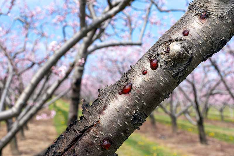 تصویر افقی نزدیک از شاخه درخت میوه با علائم شانکر چند ساله.