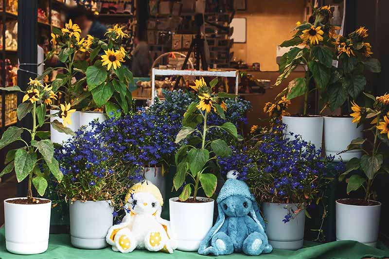 تصویری افقی از ویترین مغازه با اسباب بازی های نرم و گل در گلدان.