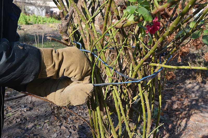 تصویر افقی نزدیک از باغبانی که درختچه گل رز را با سیم می بندد تا گیاه را برای زمستان آماده کند.
