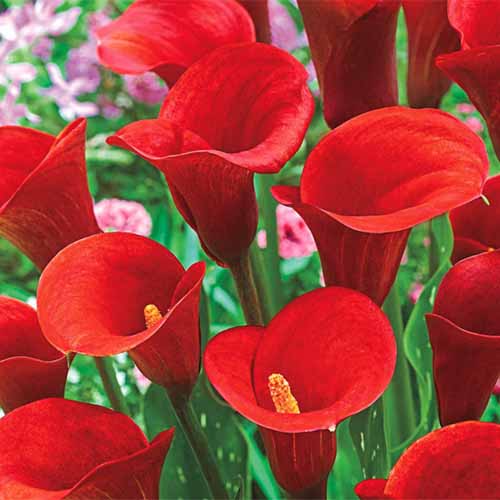 یک تصویر مربع نزدیک از گل‌های کالای «هشدار قرمز» در حال رشد در باغ با شکوفه‌های صورتی با فوکوس ملایم در پس‌زمینه.