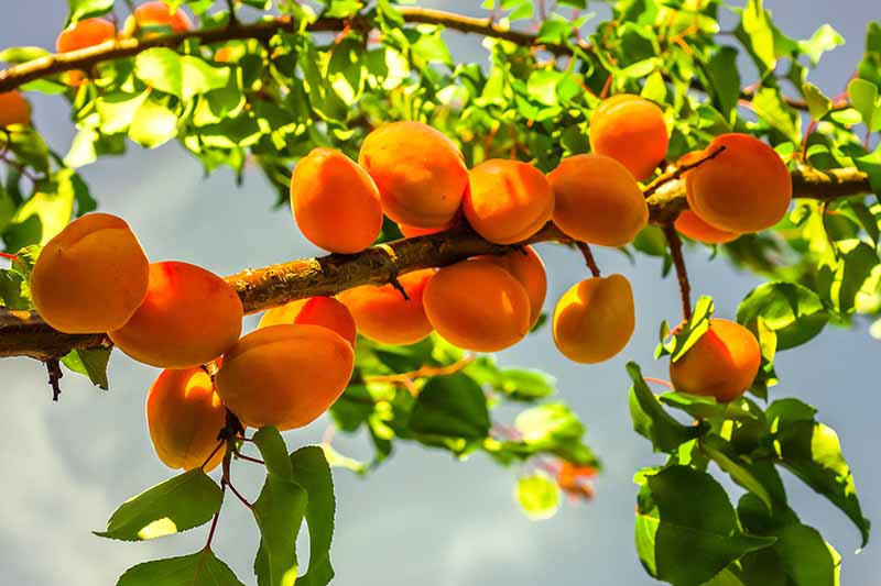تصویر افقی نزدیک از درخت زردآلو با میوه‌های رسیده در حال رشد در باغ که در پس‌زمینه‌ای با فوکوس ملایم تصویر شده است.
