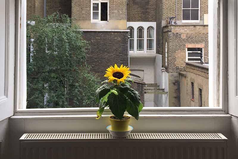 تصویر افقی نزدیک از یک گل آفتابگردان که در یک ظرف کوچک روی طاقچه در مقابل یک پنجره ارسی رشد می کند.