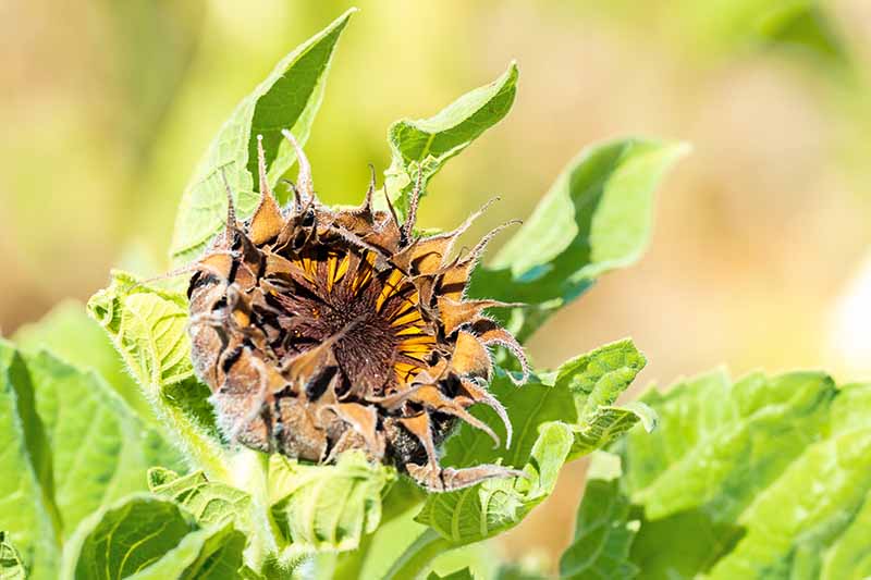 تصویر افقی نزدیک از یک گل آفتابگردان که از یک بیماری گیاهی رنج می‌برد که در زیر نور آفتاب روشن روی پس‌زمینه‌ای با فوکوس ملایم تصویر شده است.
