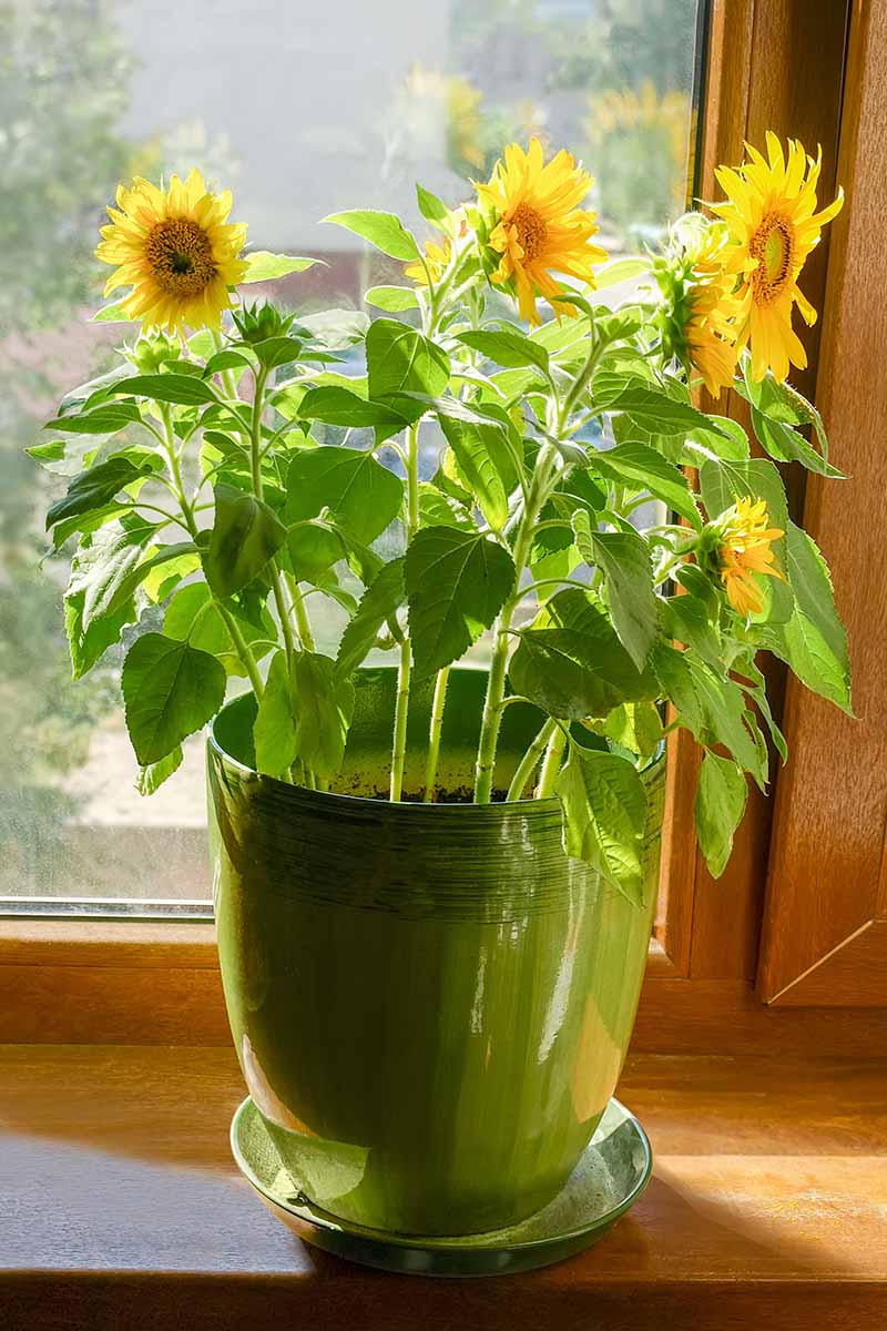 تصویر عمودی نزدیک از گل آفتابگردان در حال رشد در گلدان سرامیکی سبز روی طاقچه چوبی در نور آفتاب.
