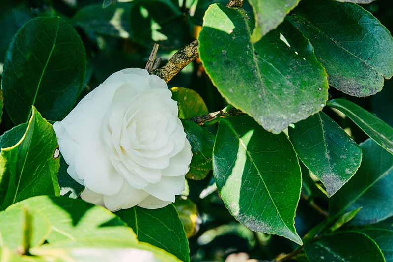 تصویر افقی نزدیک از گیاه کاملیا با گل و شاخ و برگ سفید که نشانه‌هایی از بیماری کپک دوده را نشان می‌دهد.