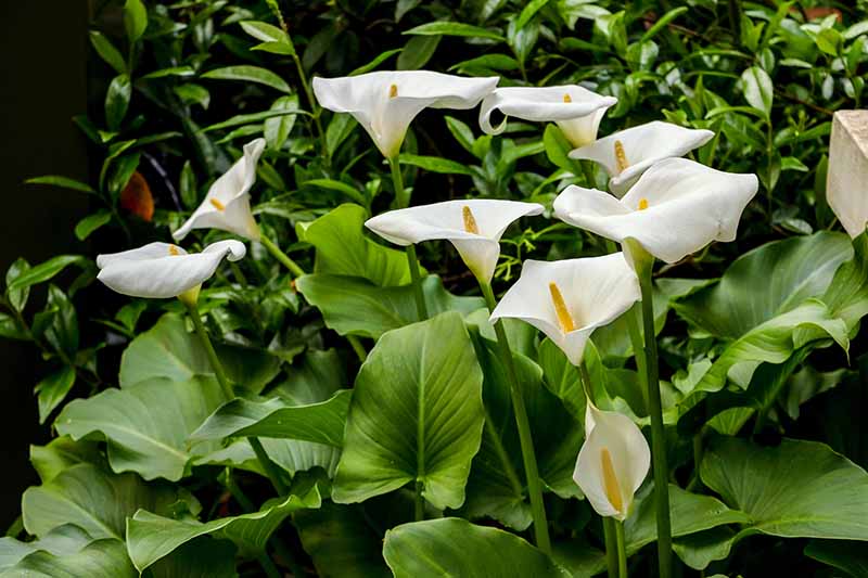 تصویری افقی نزدیک از گل‌های سفید زانتدشیا اتیوپیکا که در نقطه‌ای سایه‌دار در باغ رشد می‌کنند.