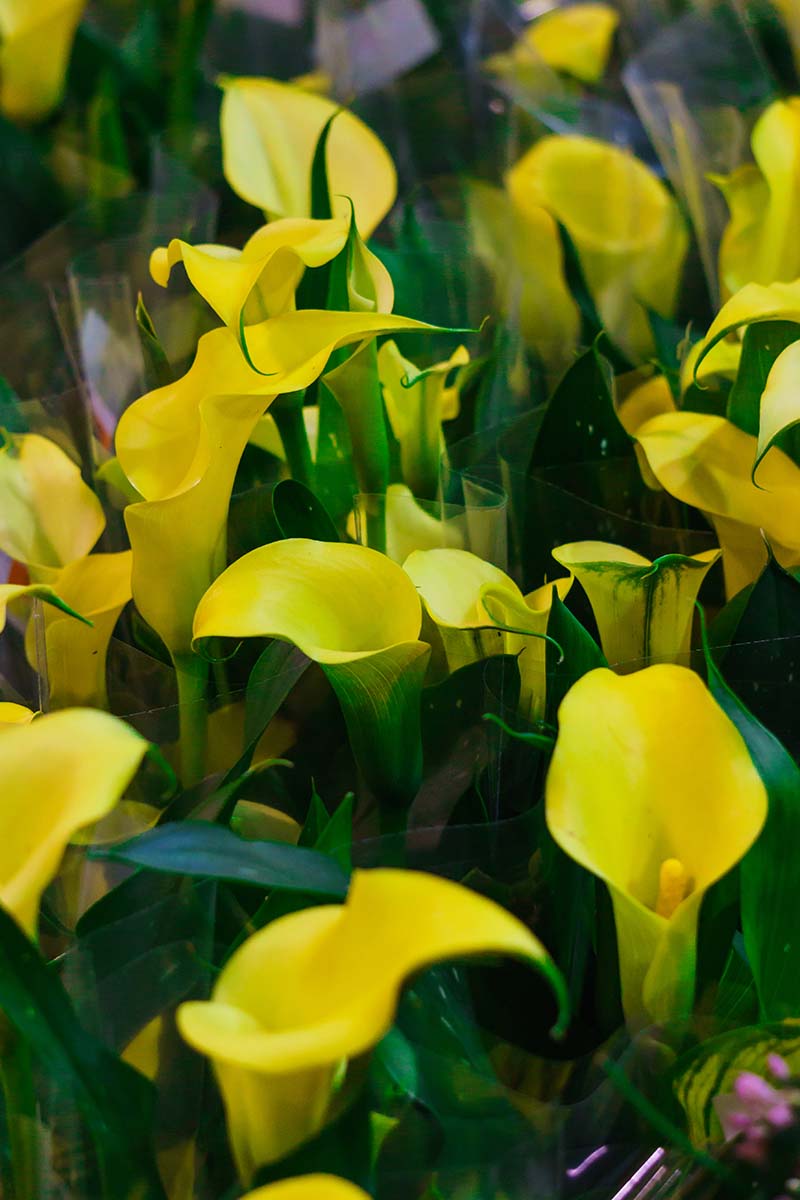 تصویر عمودی نزدیک از گل‌های زانتدشیا زرد روشن که در یک دسته گل چیده شده‌اند.