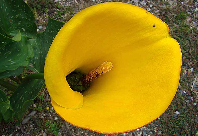تصویر افقی نزدیک از یک گل زرد روشن زانتدشیا جوکوندا در حال رشد در باغ.
