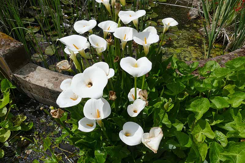 تصویری افقی نزدیک از گل‌های سفید زانتدشیا اودوراتا که در حاشیه باغ در کنار حوضچه رشد می‌کنند.