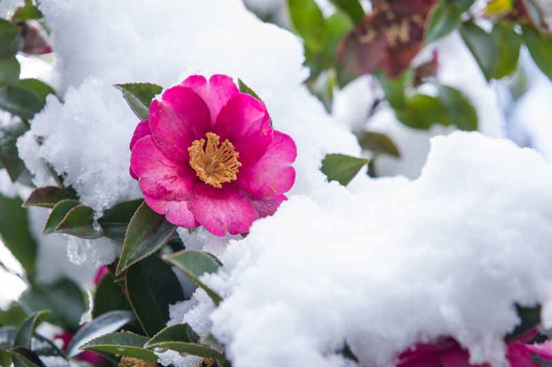 تصویر افقی نزدیک از گل کاملیا صورتی در حال رشد در برف.