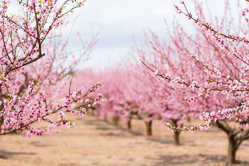 تصویری افقی از درختان بادام که در ردیف در یک باغ رشد می کنند.  درختان در فصل بهار شکوفه می دهند.