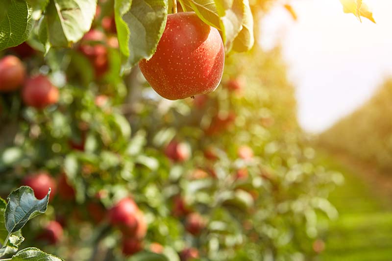 تصویر افقی نزدیک از ردیف درختان سیب در حال رشد در باغی که در آفتاب پاییزی به تصویر کشیده شده است.