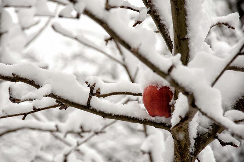 تصویر افقی نزدیک از درخت سیبی که در زمستان پوشیده از برف است.