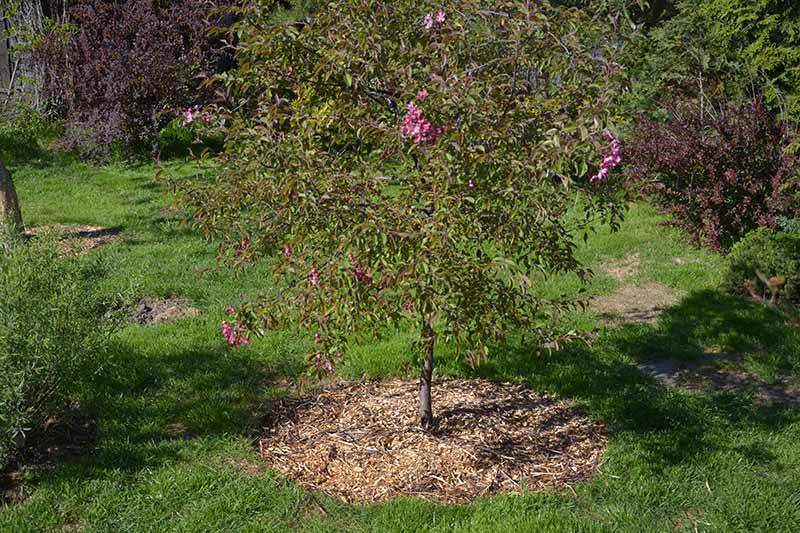 تصویری افقی از یک درخت سیب جوان در حال رشد در باغ بهاری که توسط لایه‌ای از مالچ احاطه شده است.